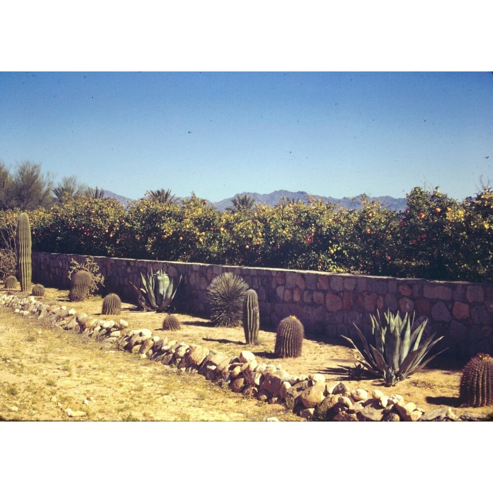 Kodak Slide 35mm 1940s Red Border, a residential desertscape with Cacti & more